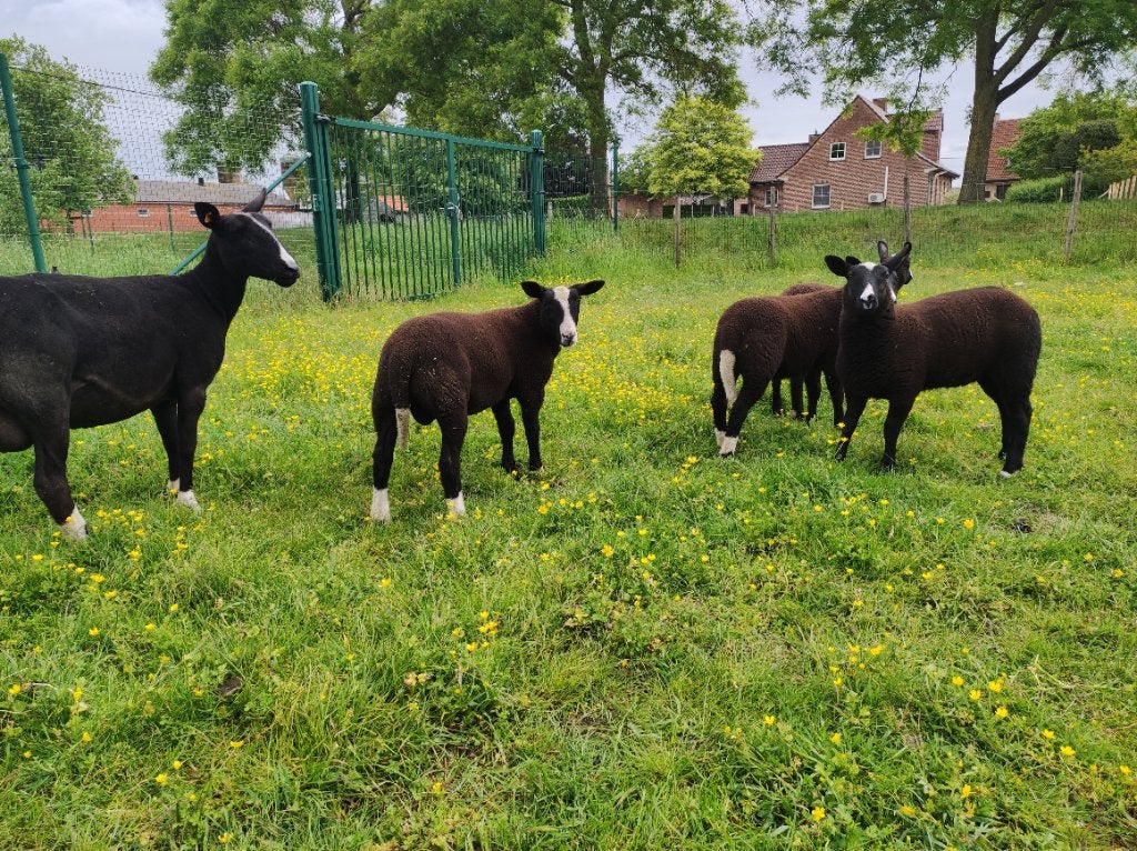 Zuivere zwartbles lammeren, Vrouwelijk, Schaap, 0 tot 2 jaar
