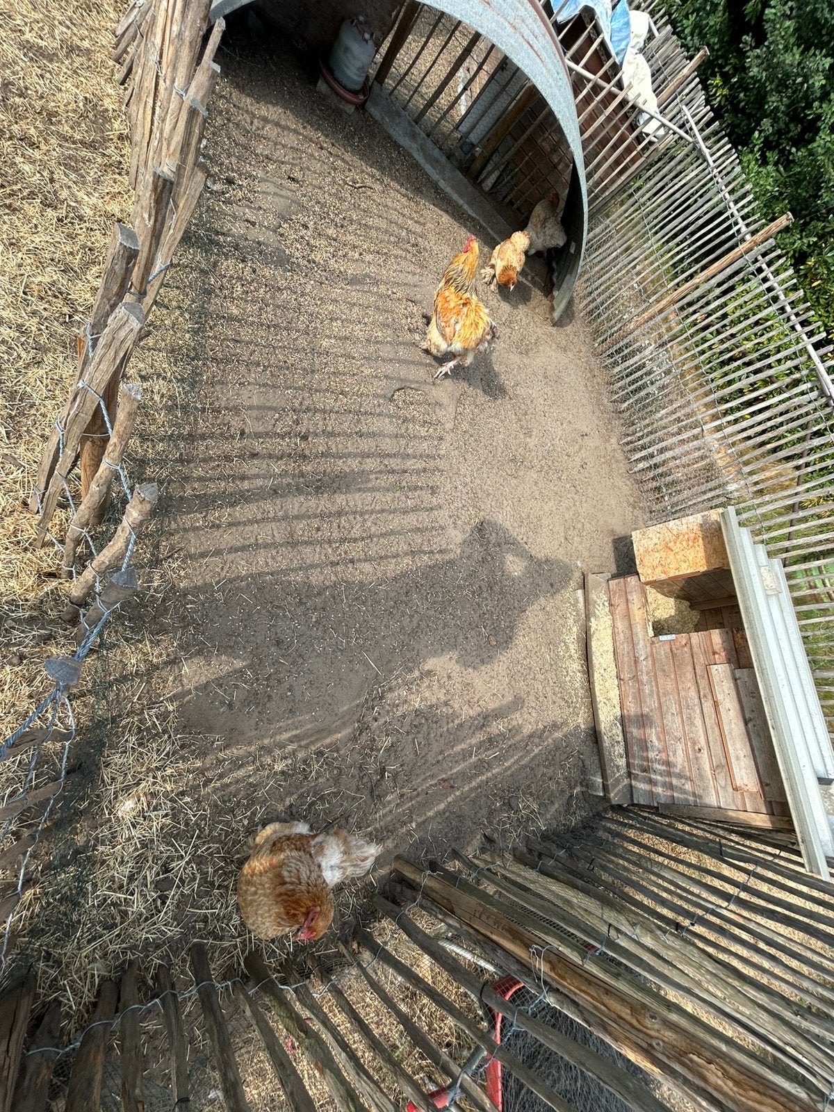 Brahma, Meerdere dieren, Kip
