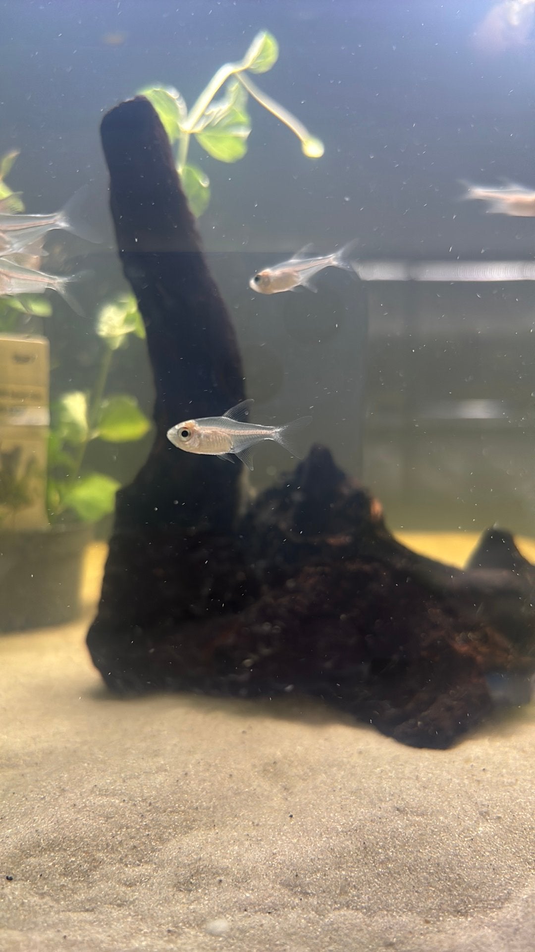 Moenkhausia pittieri, Dieren en Toebehoren, Vis, Zoetwatervis, Schoolvis