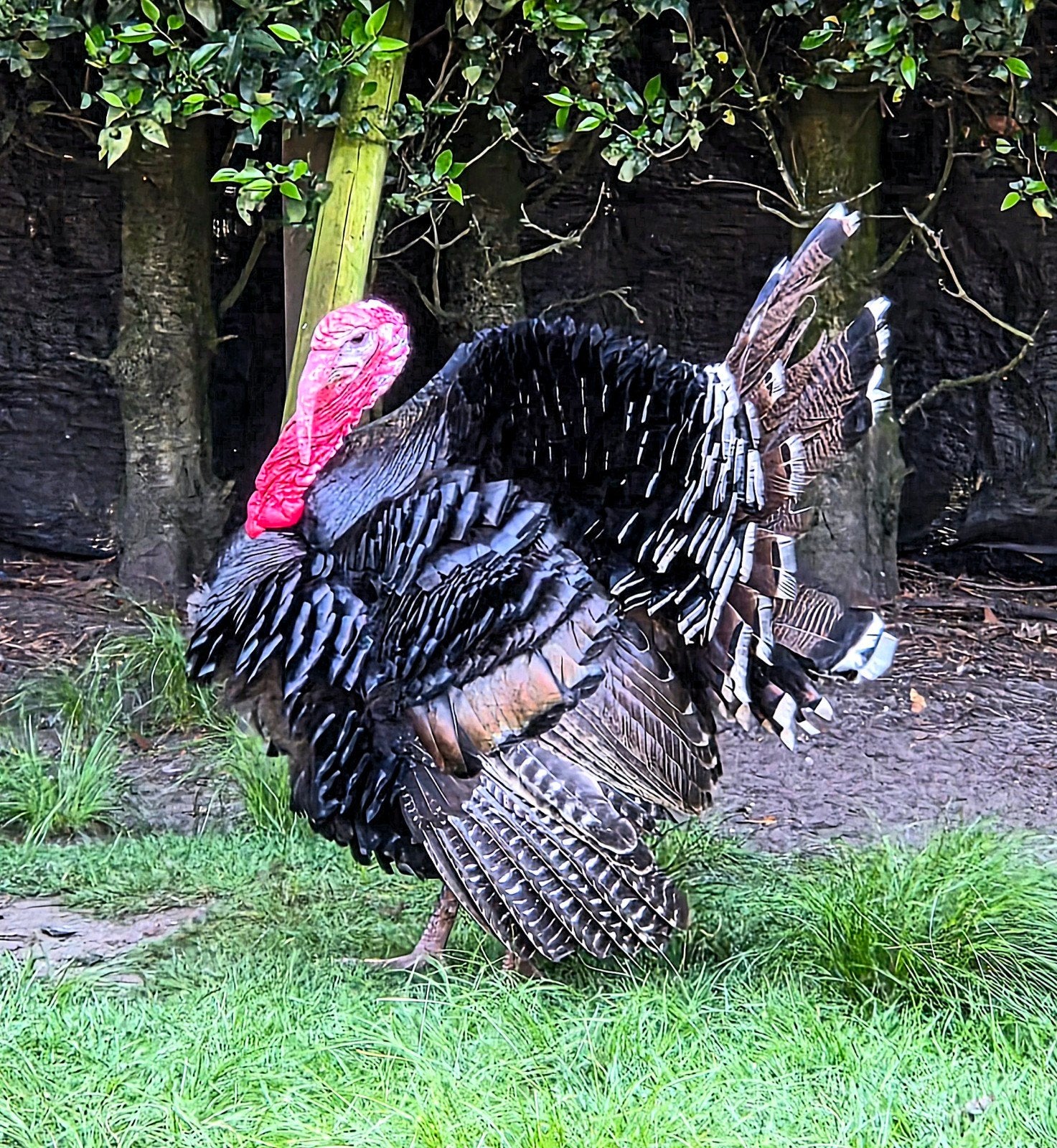 Kalkoenen, Dieren en Toebehoren, Meerdere dieren, Kalkoen