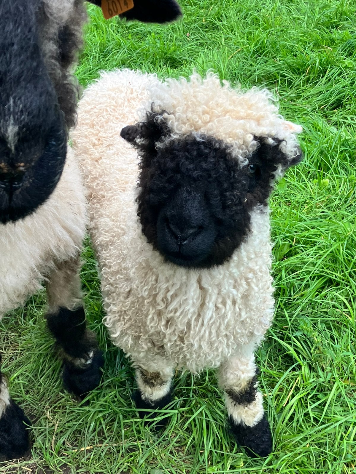 Walliser Schwarznase ooilam, Femelle, Mouton, 0 à 2 ans