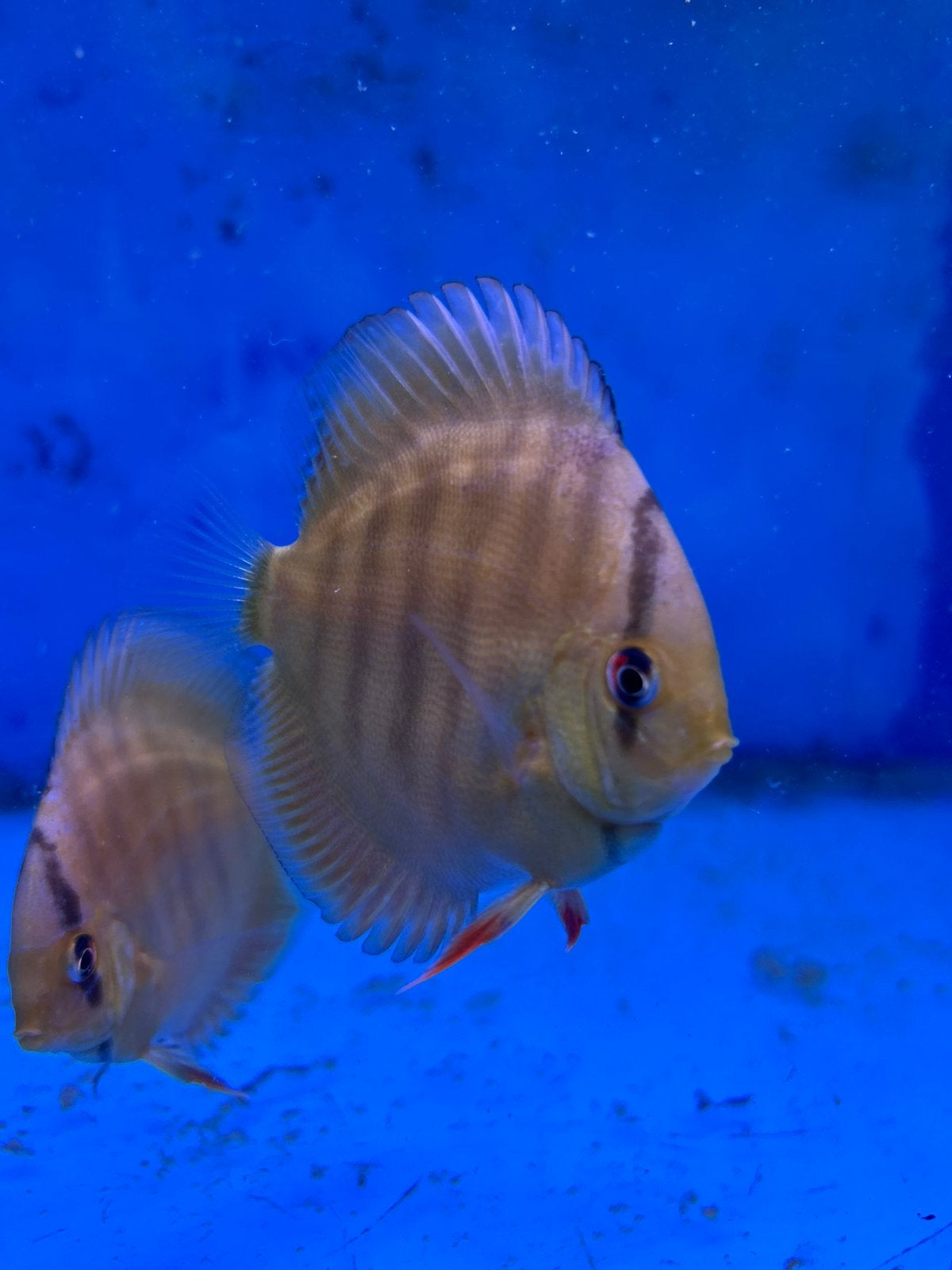 Discus bruns - disques, Animaux & Accessoires, Poissons | Poissons d'aquarium, Poisson d'eau douce, Poisson, Banc de poissons