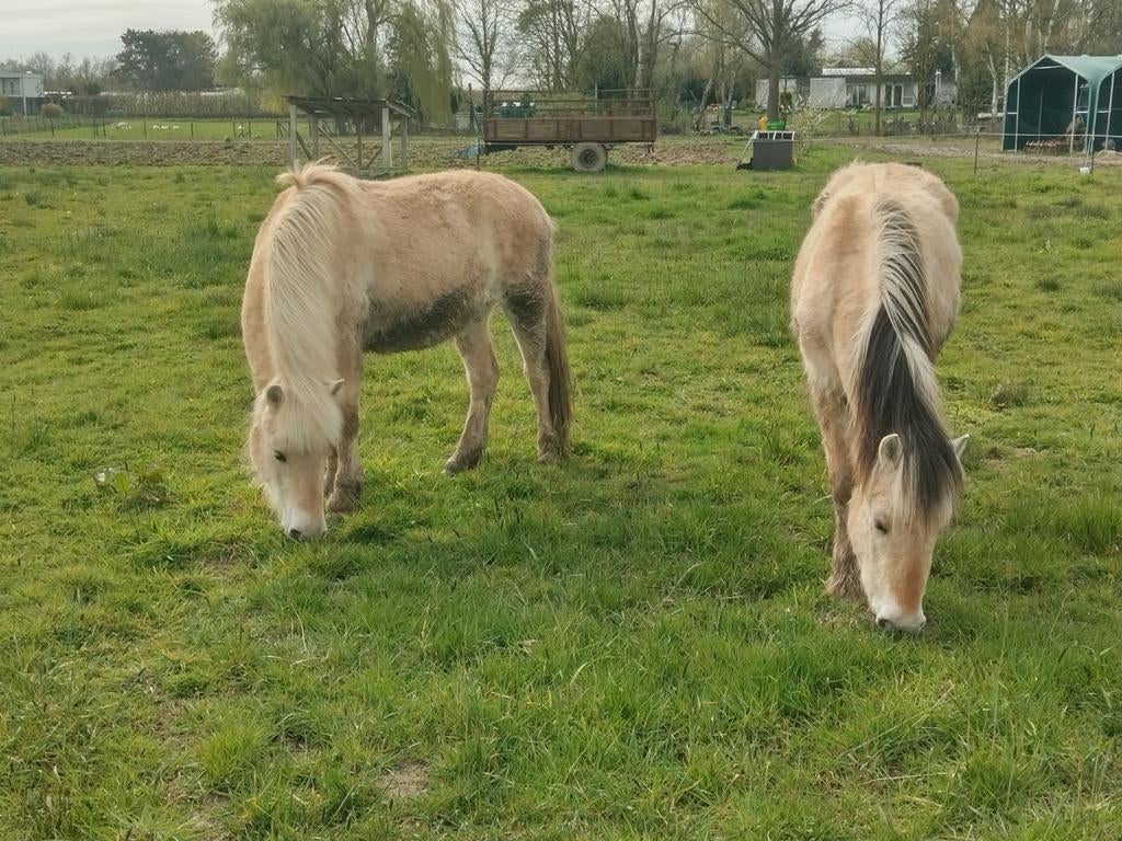 2 fjord merries met stamboom, Dieren en Toebehoren, Paarden, Merrie, Met stamboom