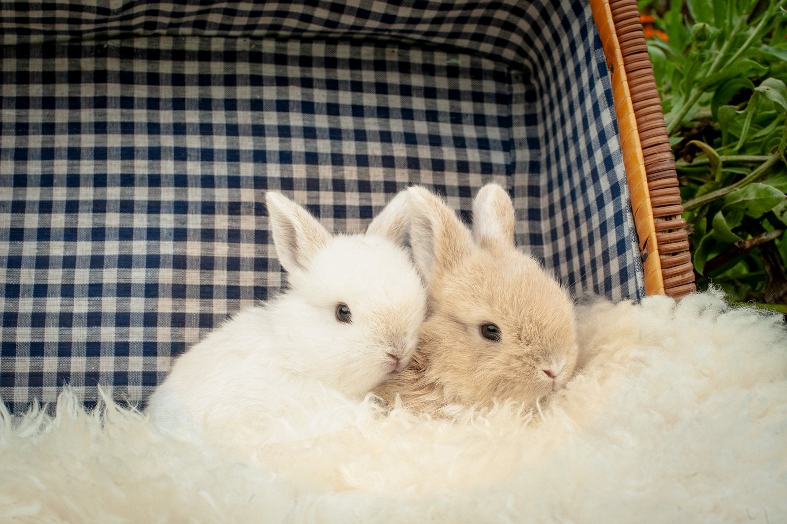 Dwergkonijntjes te koop, Plusieurs animaux, Nain, Oreilles tombantes, 0 à 2 ans