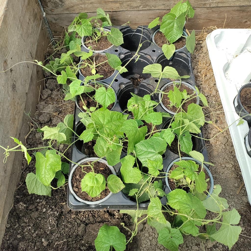 Concombre cocktail plant, Tuin en Terras, Ophalen