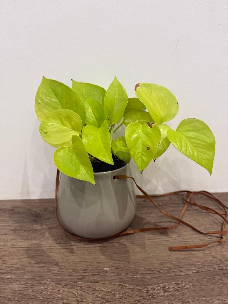 Epipremnum Neon, Huis en Inrichting, Kamerplanten, Overige soorten, Minder dan 100 cm, Groene kamerplant, Halfschaduw