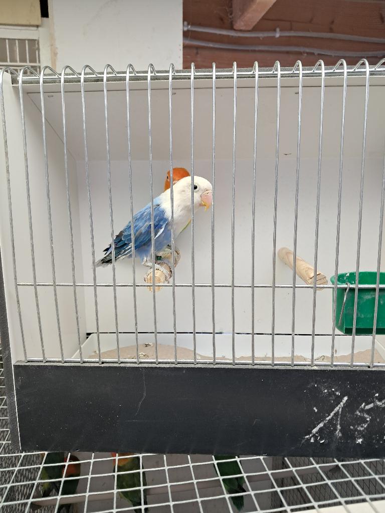 Koppel opaline blauw fischeri, agaporniden, parkieten,, Dieren en Toebehoren, Meerdere dieren, Dwergpapegaai of Agapornis, Geringd