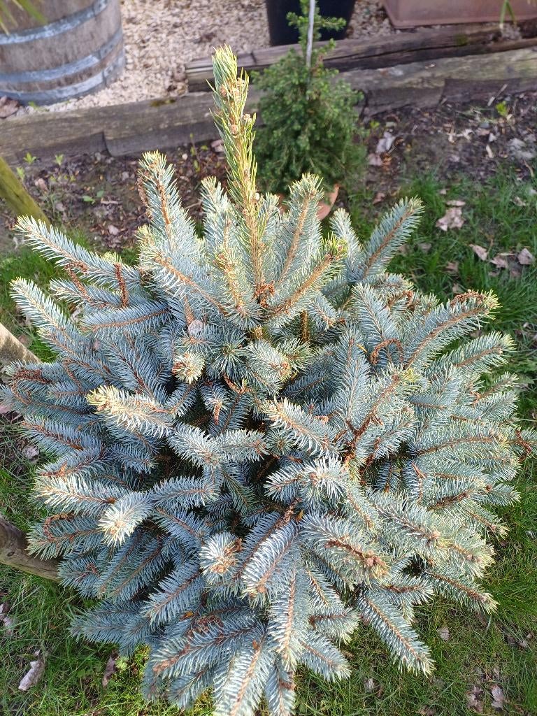 Picea pungens blauwe kerstboom, Ophalen