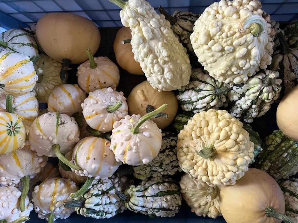 Sierfruit - sierpompoenen, Ophalen