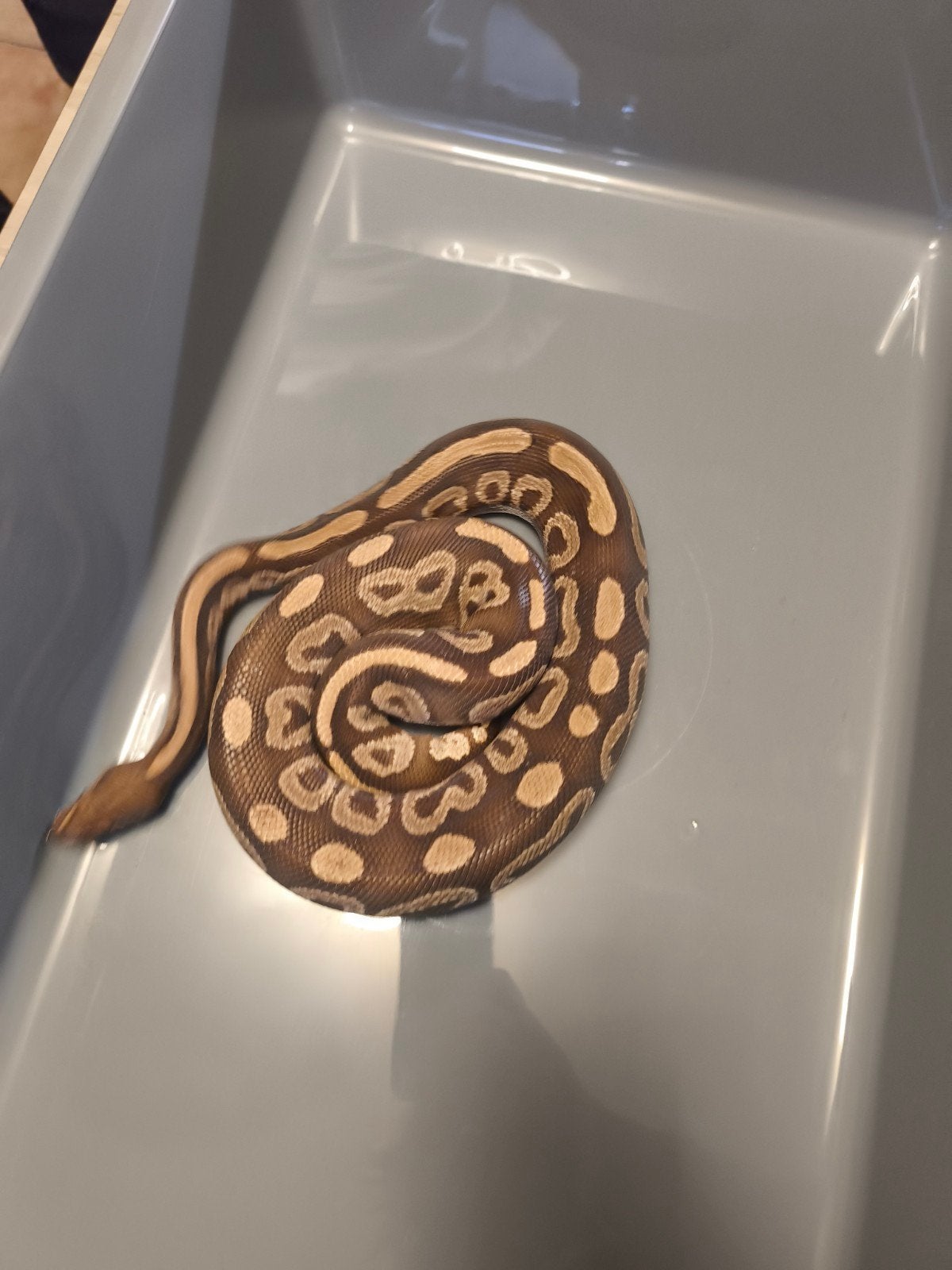 Python regius phantom chocolat, Animaux & Accessoires, Serpent