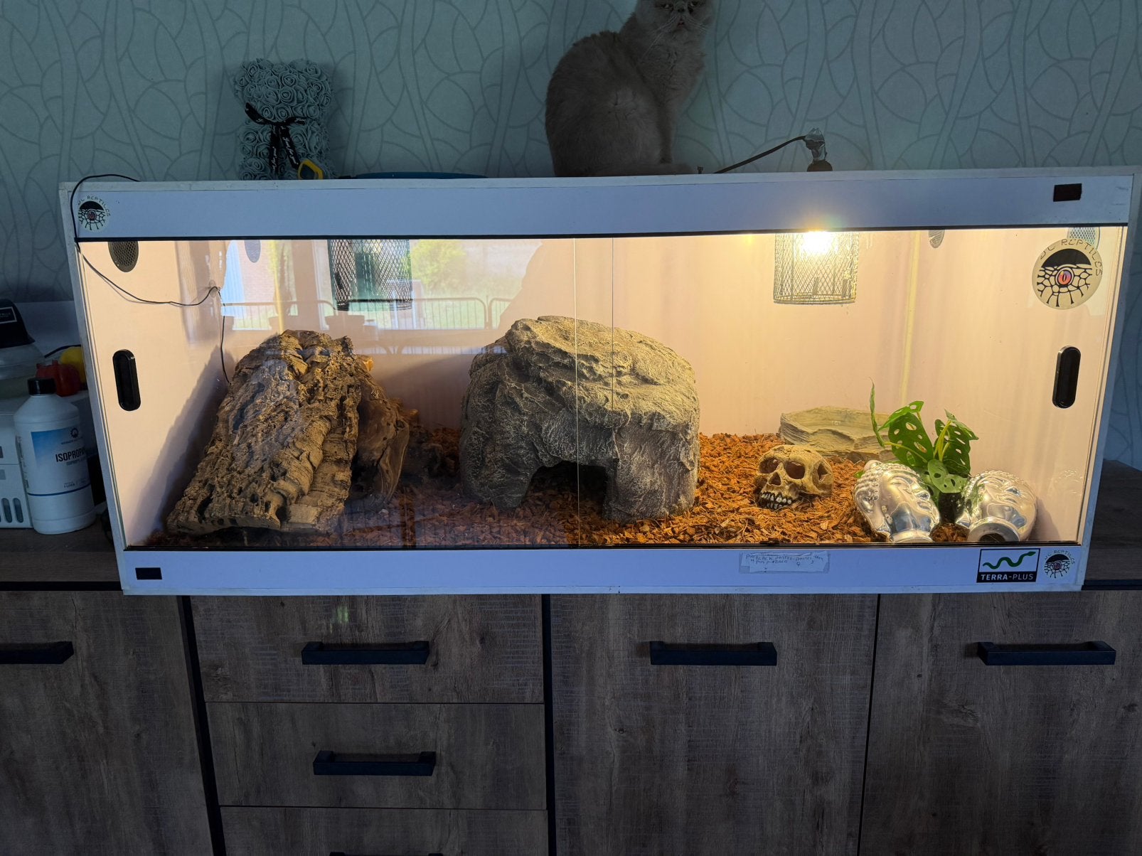 Terrarium met 3 ballpythons, Animaux & Accessoires, Enlèvement, Comme neuf