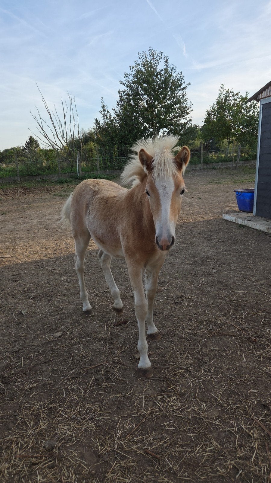 haflinger merrie veulen