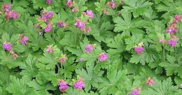 Geranium macrorrhizum, Ophalen, Bodembedekkers, Vaste plant, Halfschaduw