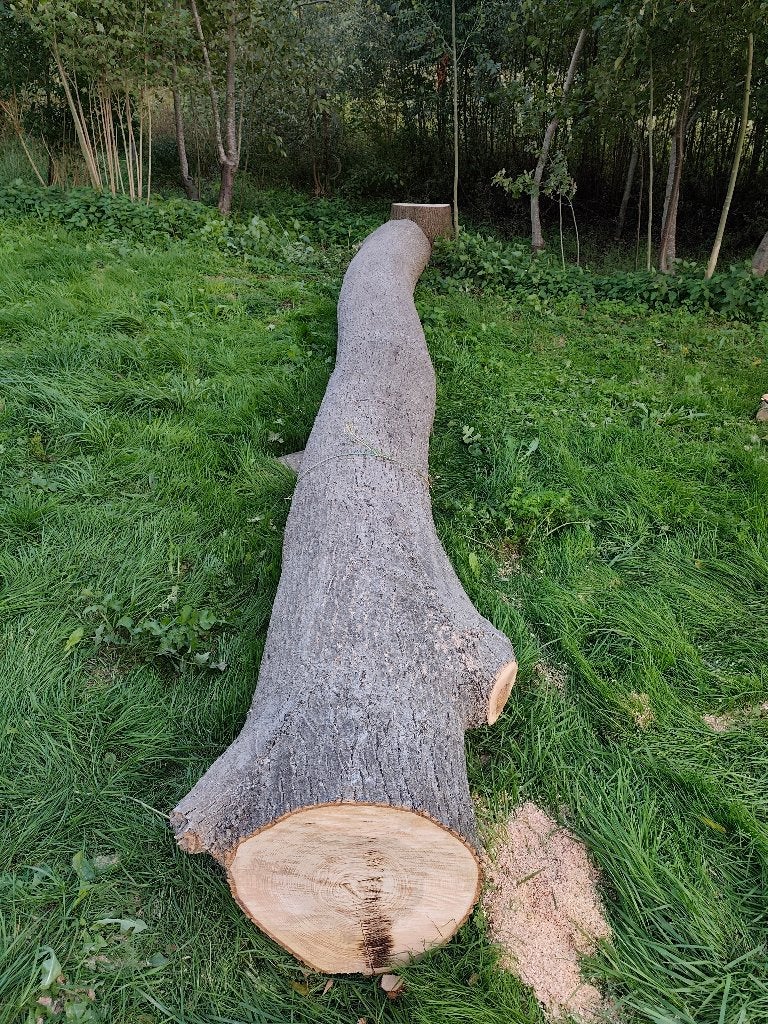 Tronc d'arbre, 3 à 6 m³, Enlèvement ou Envoi, Frêne, Troncs d'arbres