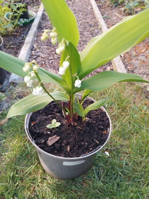 Meiklokjes, Vaste plant, Halfschaduw, Lente, Ophalen