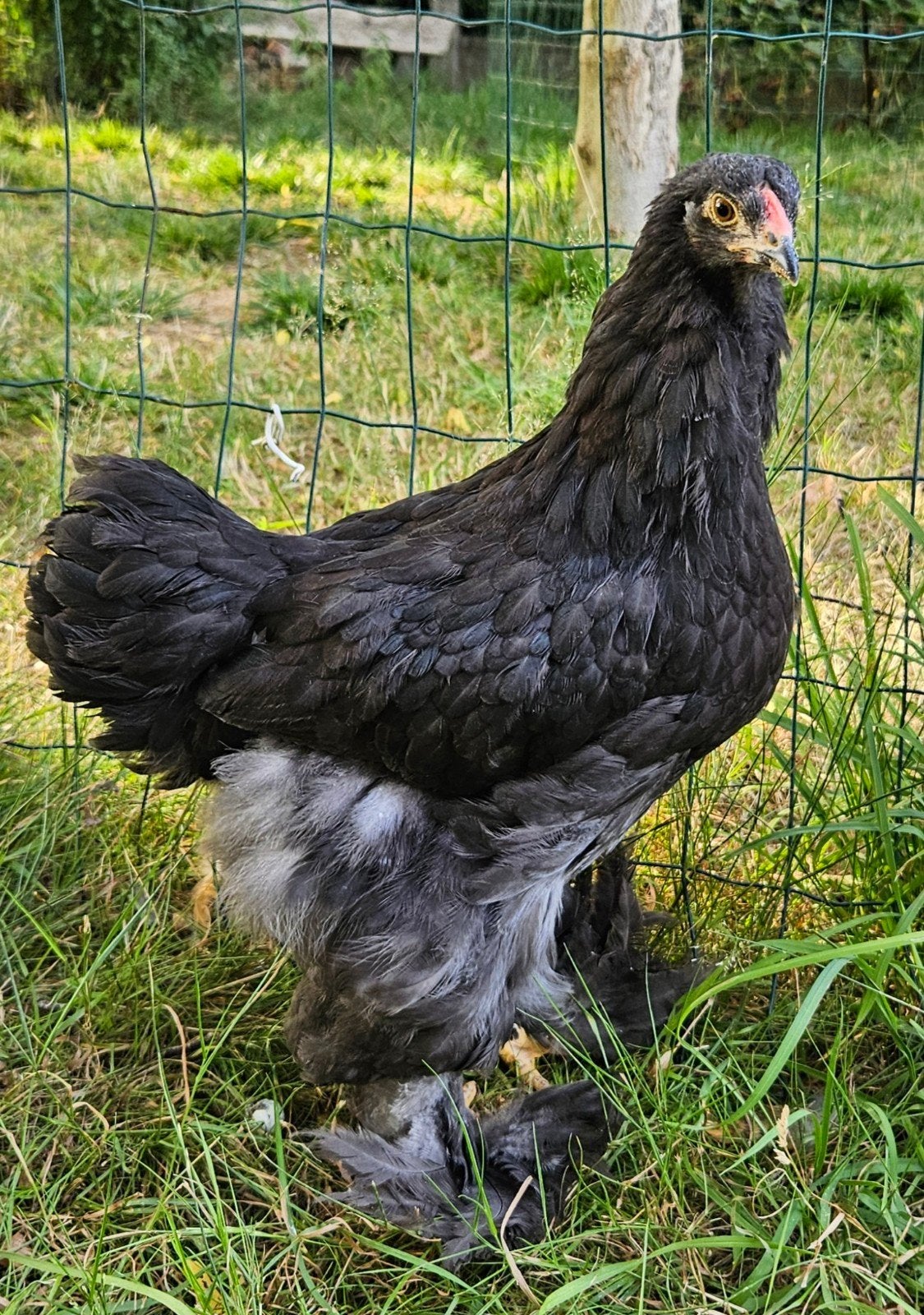 jonge Brahma koppels, Dieren en Toebehoren, Pluimvee, Kip