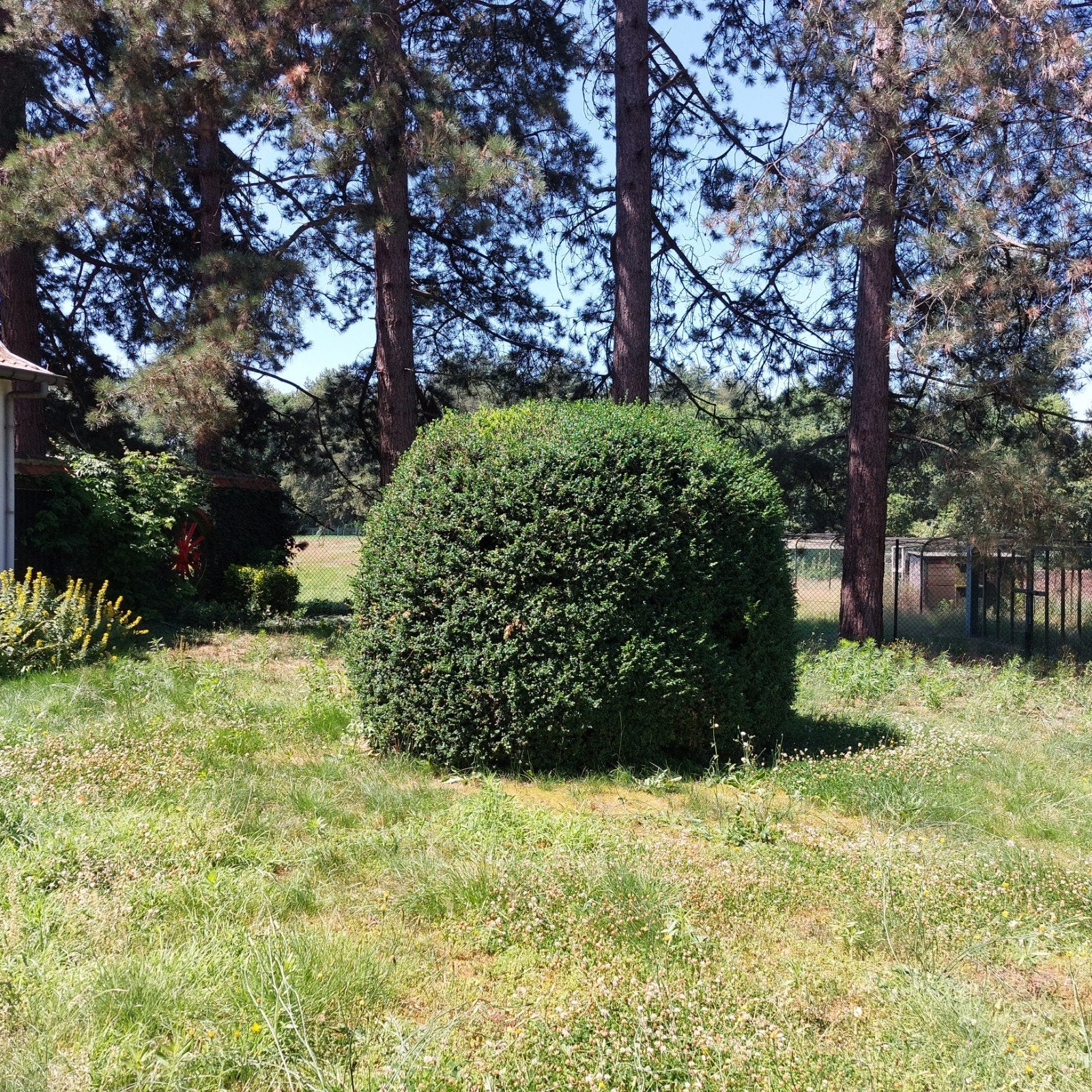 Buxus bol, 2,5 bij 3 meter, Laakdal, Ophalen, Buxus