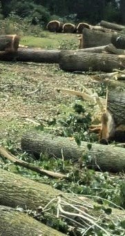 Landschapswerken onderhoud, Tuin en Terras, Planten | Bomen, Ophalen of Verzenden