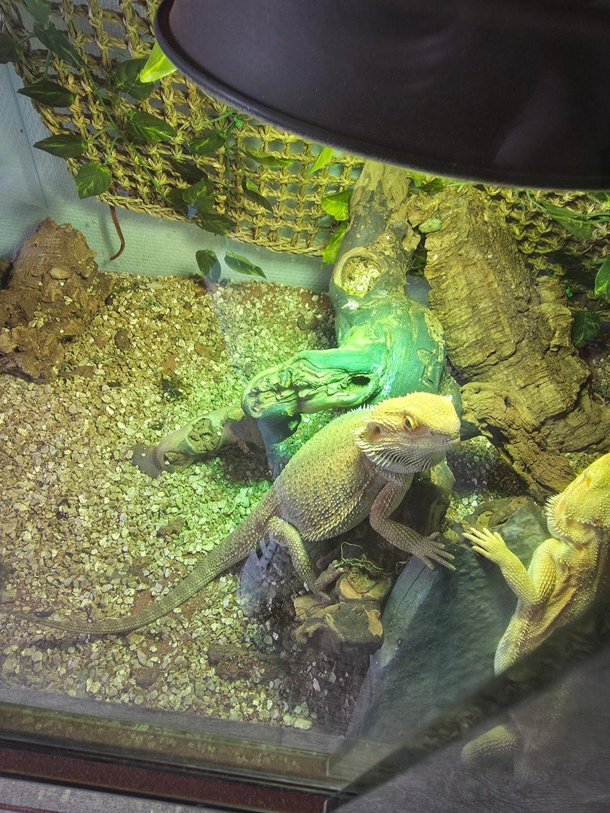 baardagamen, Animaux & Accessoires, Reptiles & Amphibiens