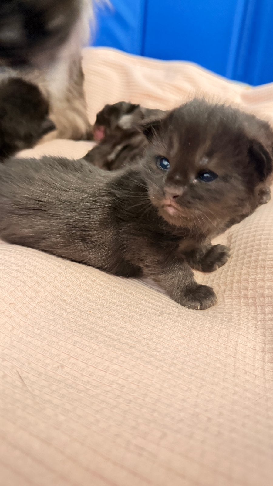 Prachtige Maine Coon kittens ️, Animaux & Accessoires, Chats & Chatons | Chats de race | Poil long, Chatte ou Chat, Vermifugé