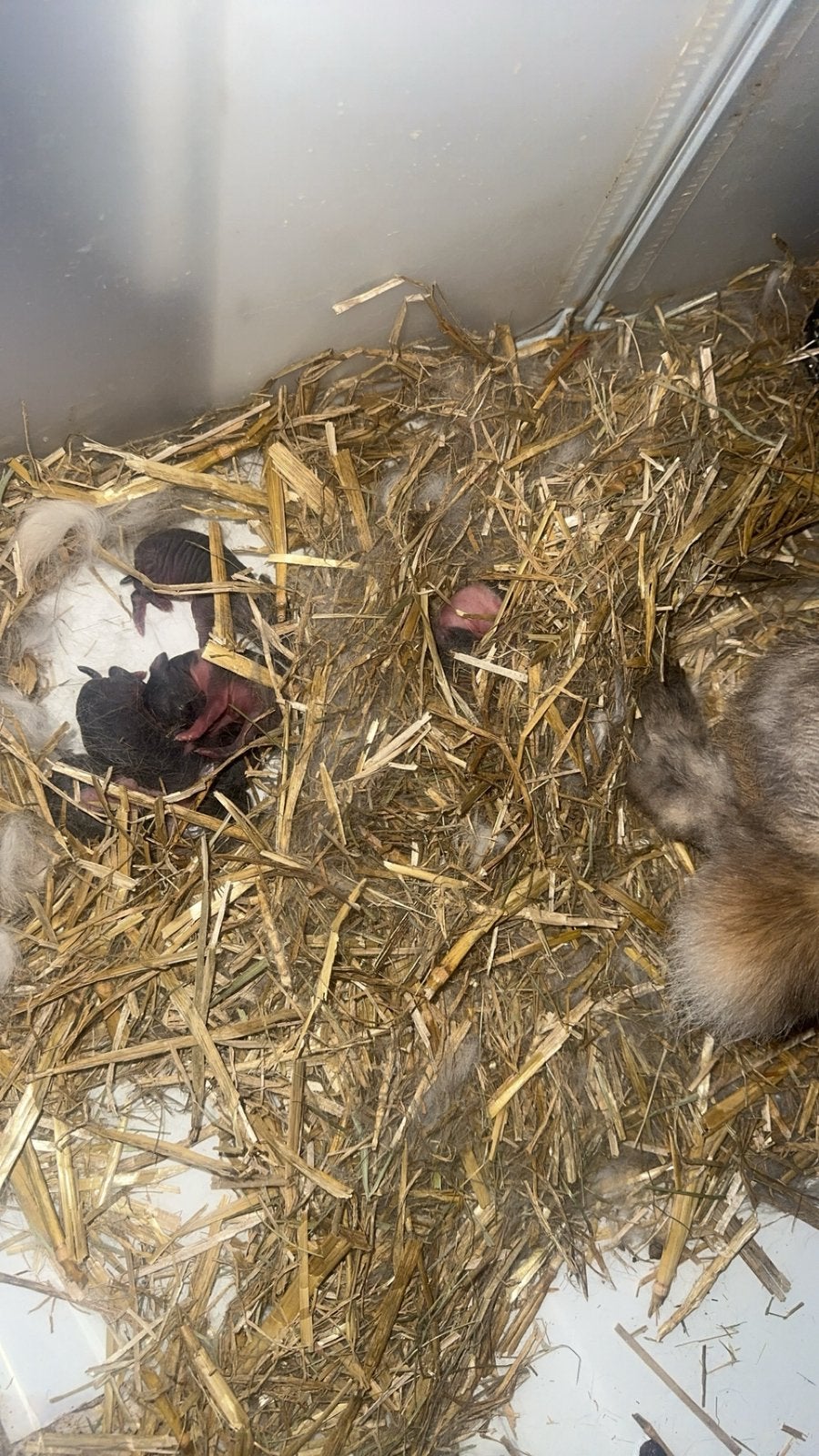 Nid de 4 bébés lapins, Sexe inconnu, Nain, 0 à 2 ans