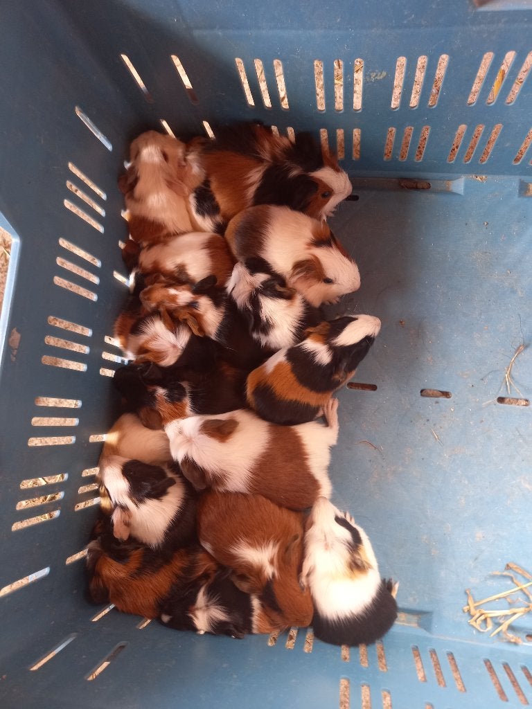 kleurrijke cavia's: jong(volwassen), Mai, Plusieurs animaux, Cobaye