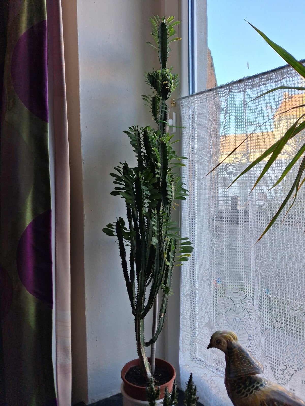 Cactus mince très feuillu avec beaucoup de ramifications, Ophalen of Verzenden, Cactus, 100 tot 150 cm