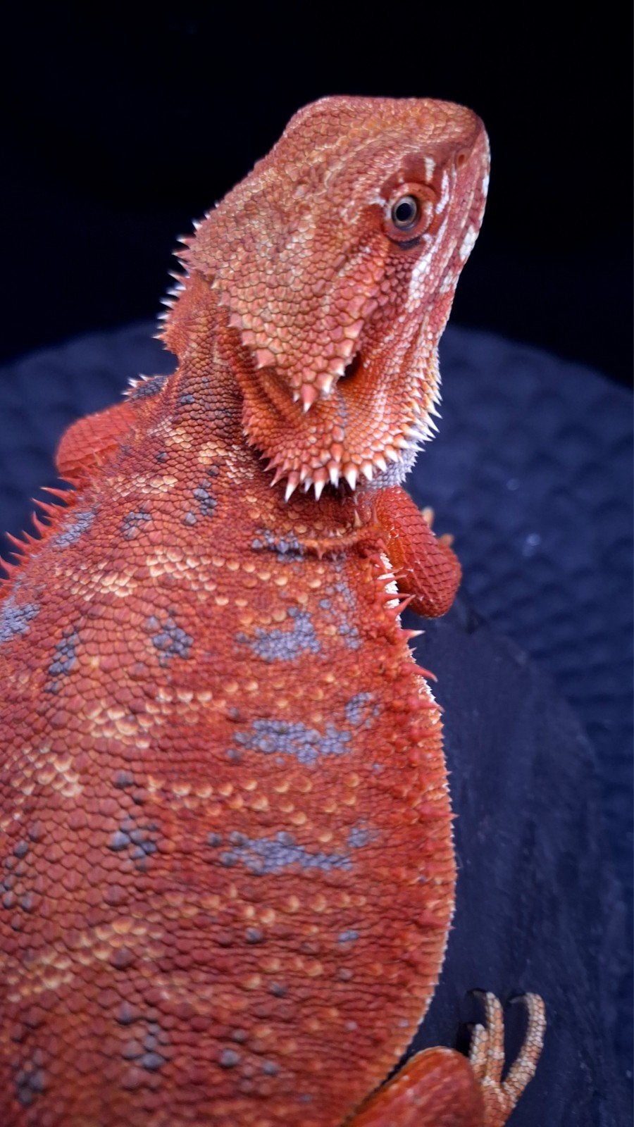 50% Red Monster Extreme Blue Tiger Vrouw, Animaux & Accessoires, Reptiles & Amphibiens, Lézard, 0 à 2 ans