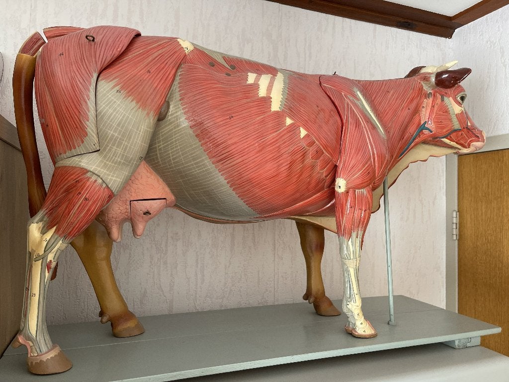Prachtig anatomisch model koe van de SOMSO - diergeneeskunde, Ophalen
