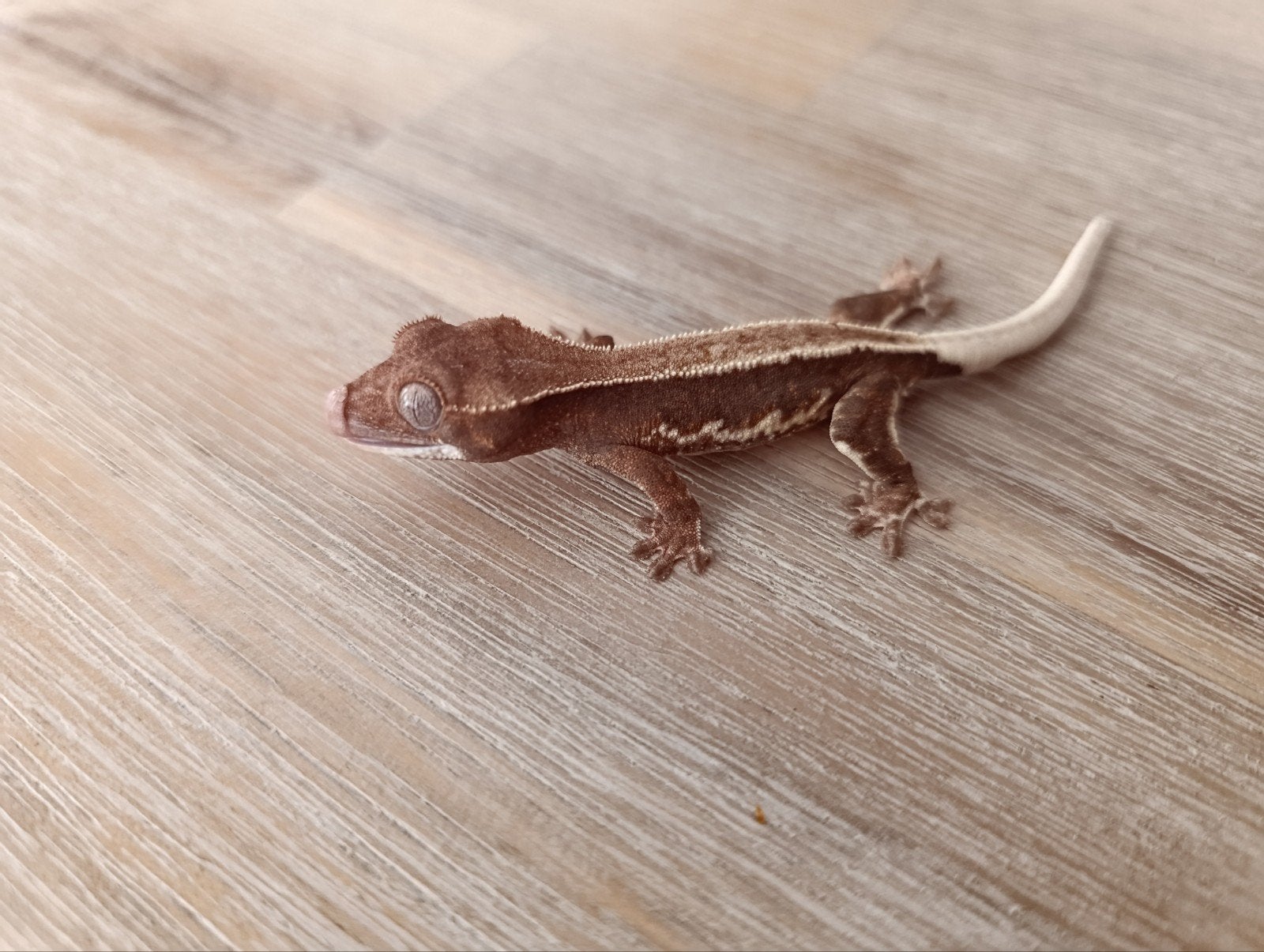 Baby wimpergecko 0.0.1, Dieren en Toebehoren, Reptielen en Amfibieën
