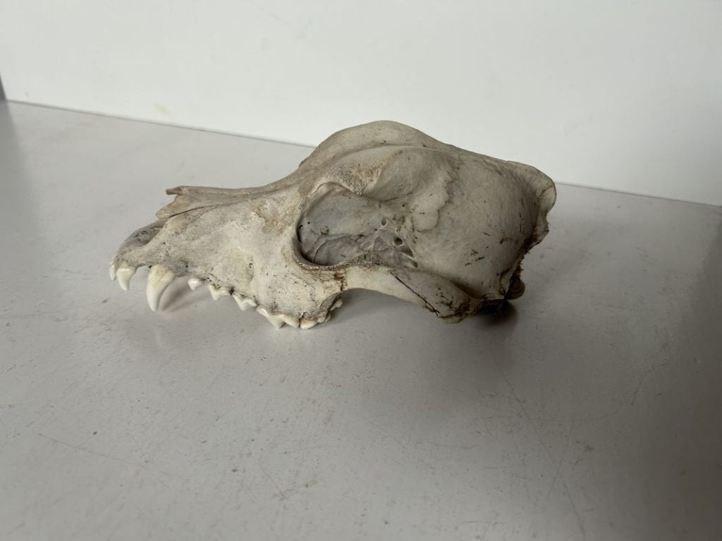 Schedel hond - taxidermie, Enlèvement ou Envoi, Utilisé, Chien ou Chat, Crâne