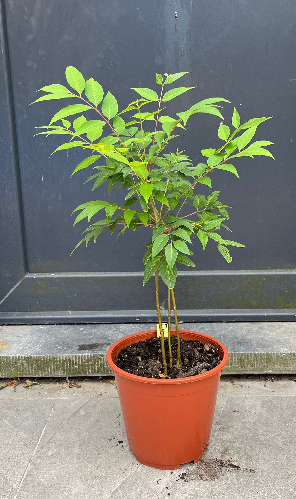 Toona sinensis 'Flamingo, Tuin en Terras, Planten | Bomen, Overige soorten, Lente, Ophalen, Volle zon