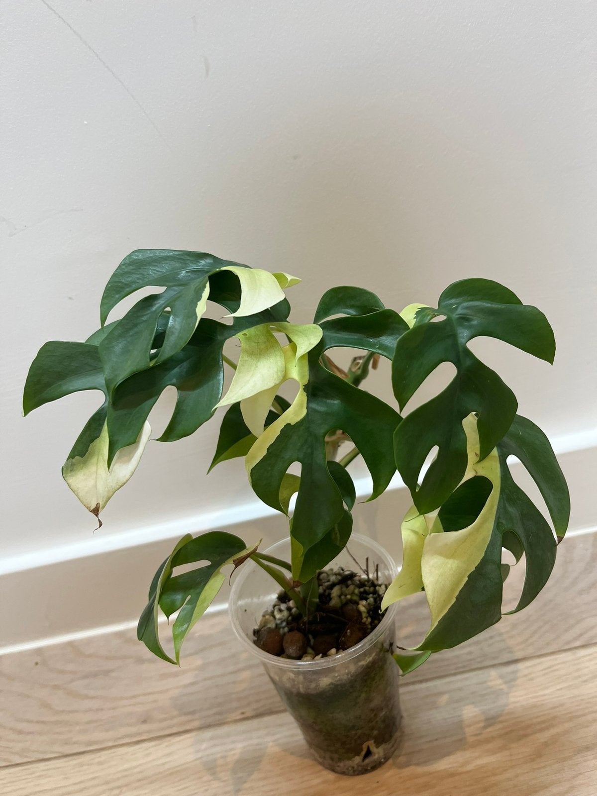 Rhapidophora Tetrasperma Albo Variegata, Maison & Meubles, Enlèvement ou Envoi