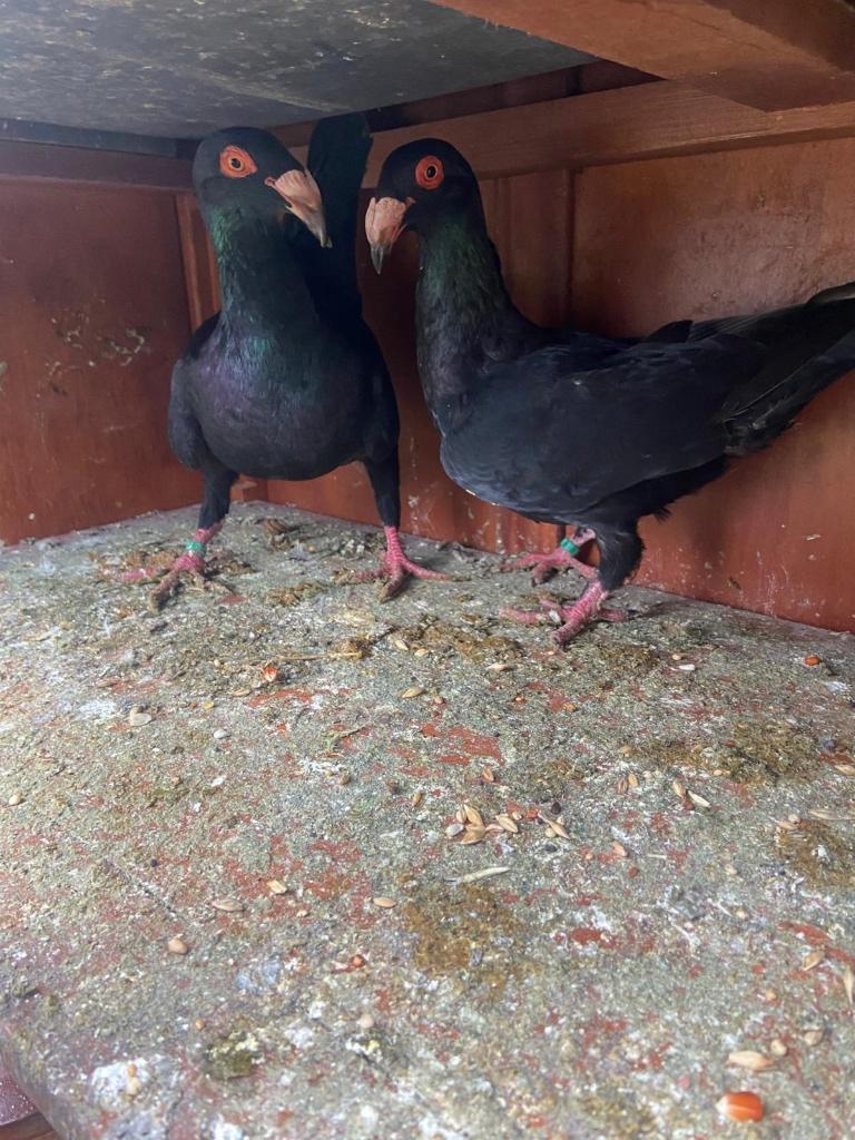 Maressli duiven koppel, Dieren en Toebehoren, Overige soorten
