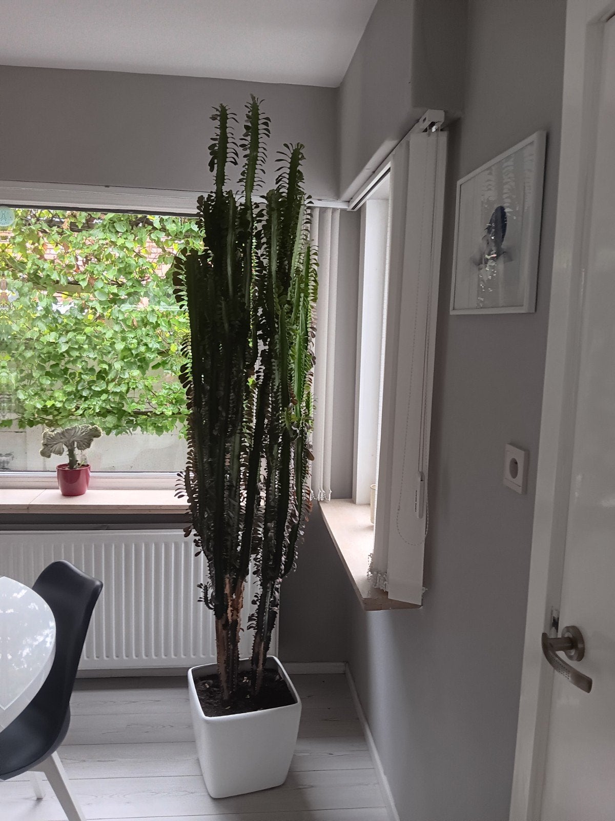 Cactus/Euphorbia avec pot de fleurs, Maison & Meubles, Enlèvement, Cactus