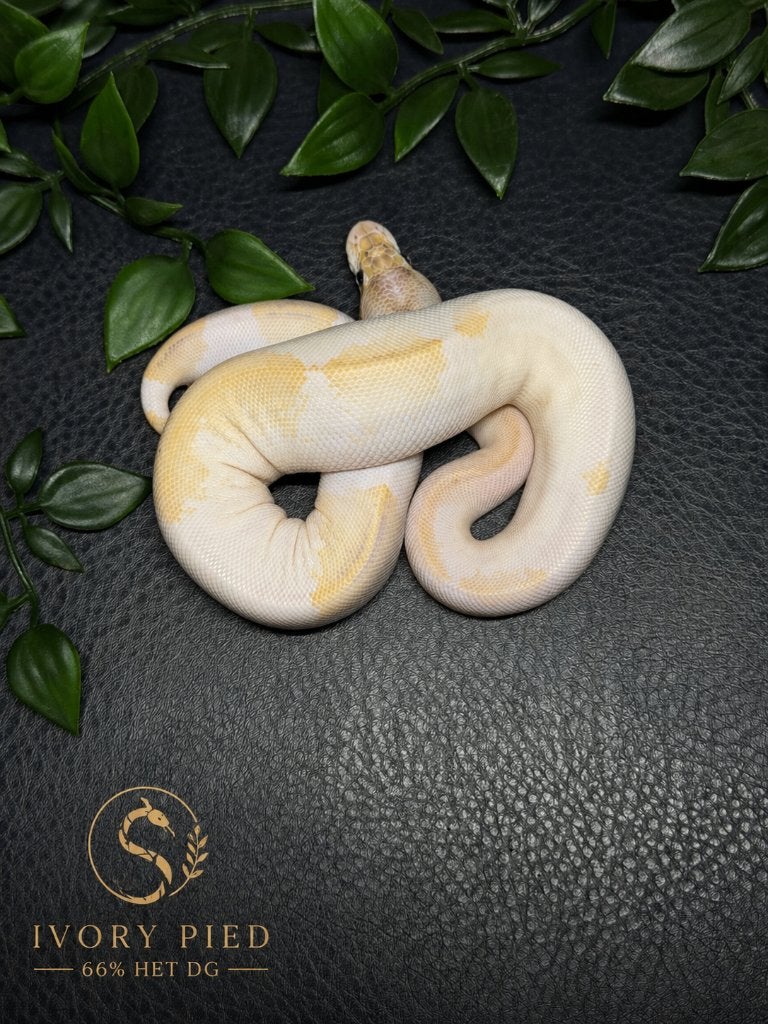 0.1 Ivory Pied, Serpent, Domestique, 0 à 2 ans