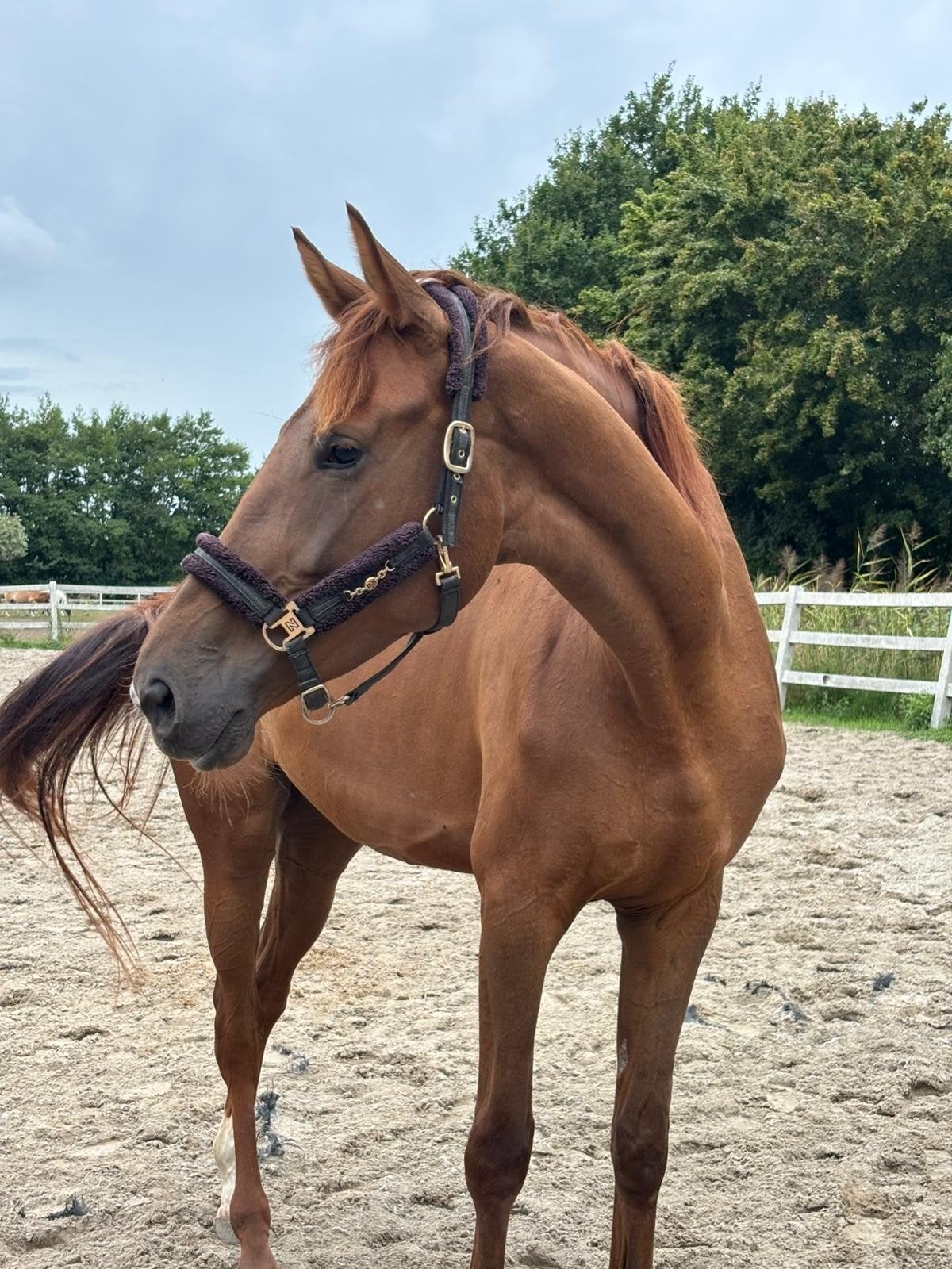 Prachtige kwpn merrie, Dieren en Toebehoren, Paarden, Merrie, Met stamboom, Dressuurpaard, Onbeleerd