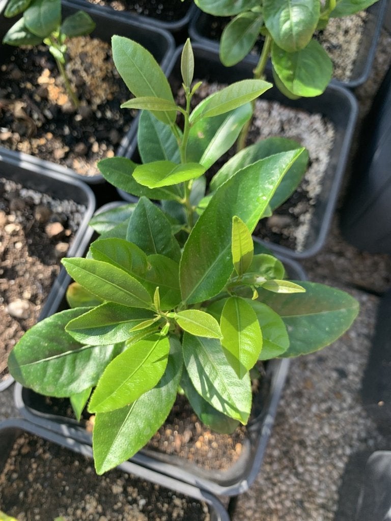 Jeunes « citronniers » - Citrus Limonum, Enlèvement, En pot, Citronnier