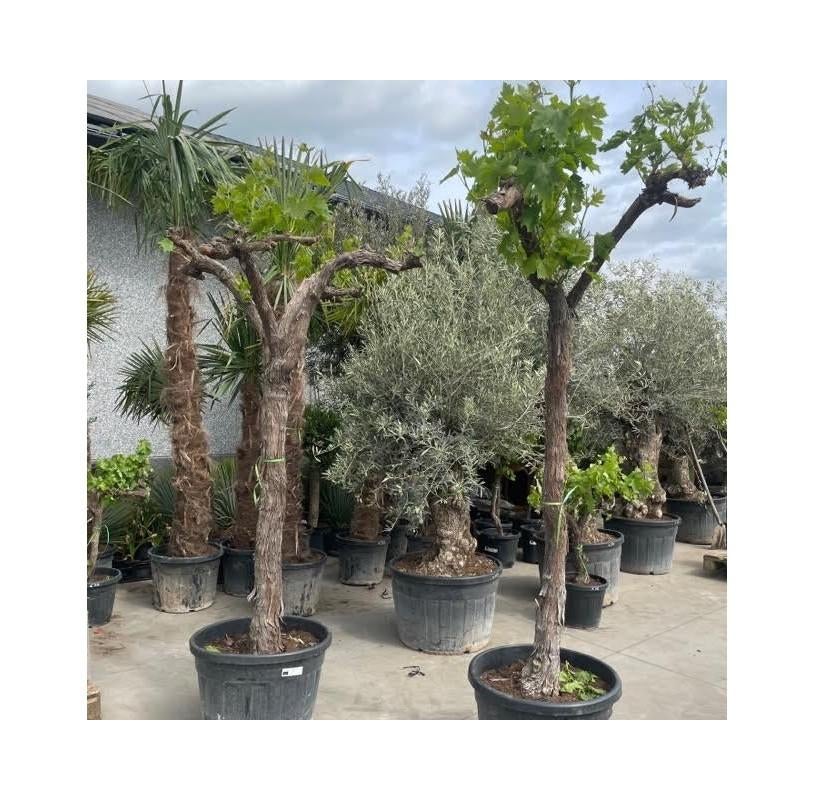 ‼️oude druivelaars aan promoprijzen ‼️, Jardin & Terrasse, Plantes | Arbres, Enlèvement