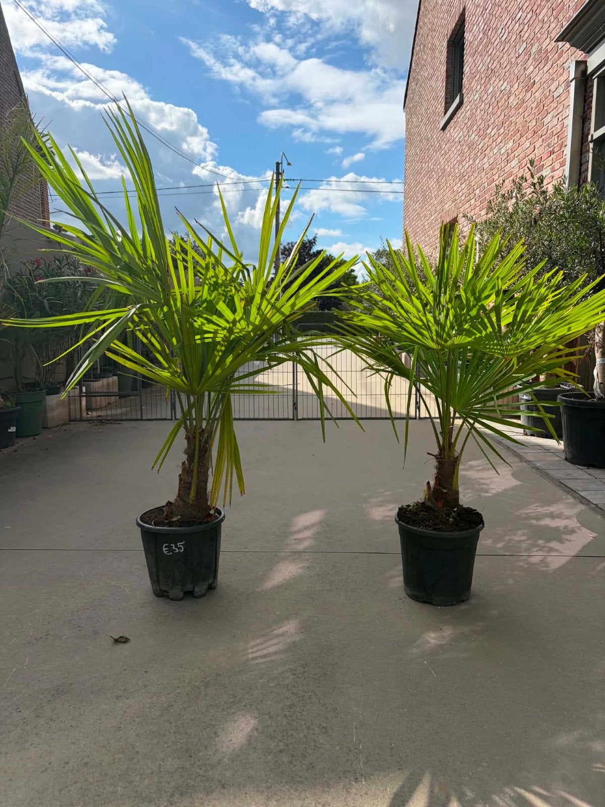‼️palmbomen trachycarpus fortunei aan stuntprijzen‼️, Tuin en Terras, Ophalen