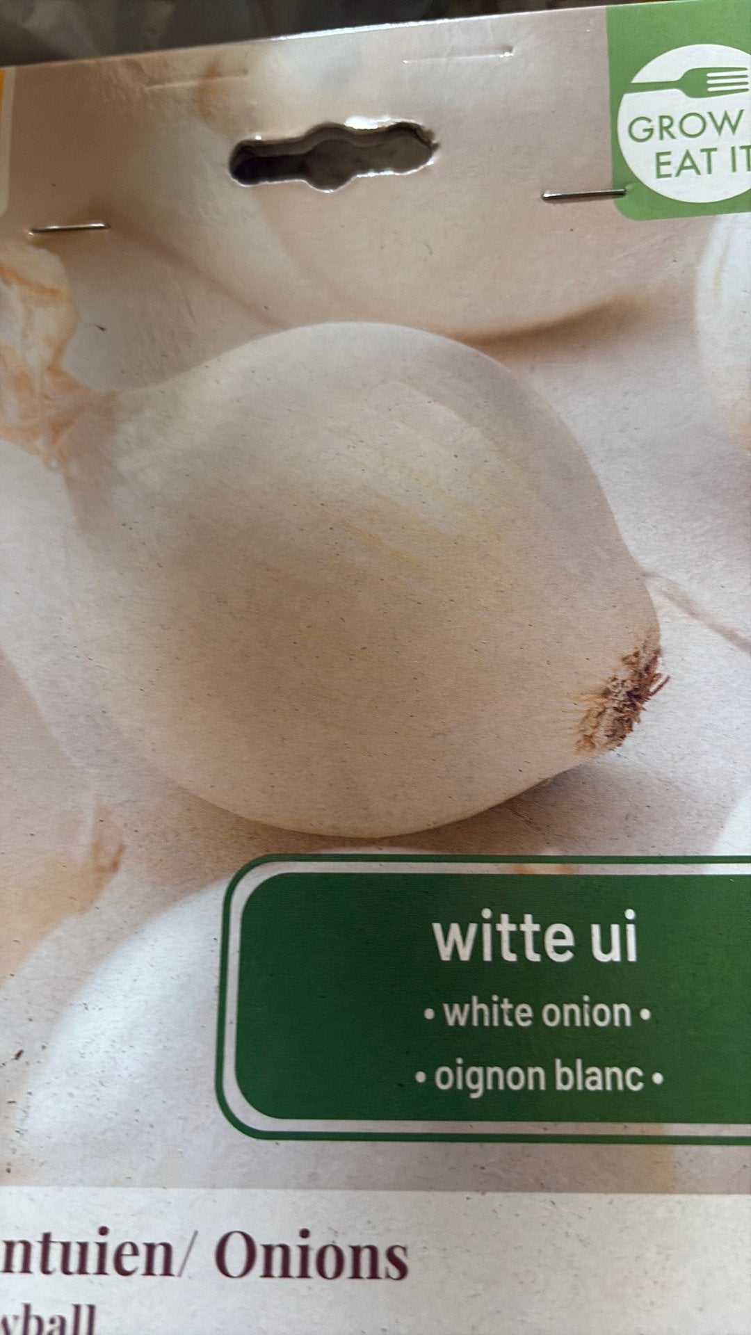 Witte ui, Jardin & Terrasse, Bulbes & Semences, Enlèvement, Printemps, Plein soleil, Oignon