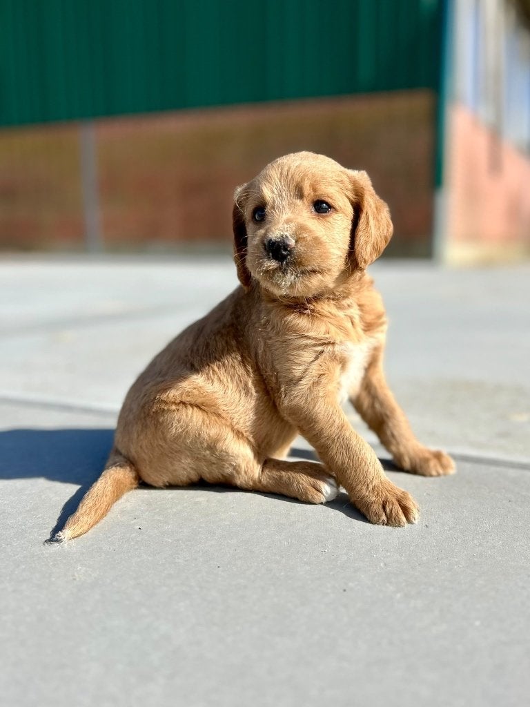 Mooie labradoodle pups F1 ( labrador x poedel ) medium, Dieren en Toebehoren, België, CDV (hondenziekte), 8 tot 15 weken, Labrador retriever