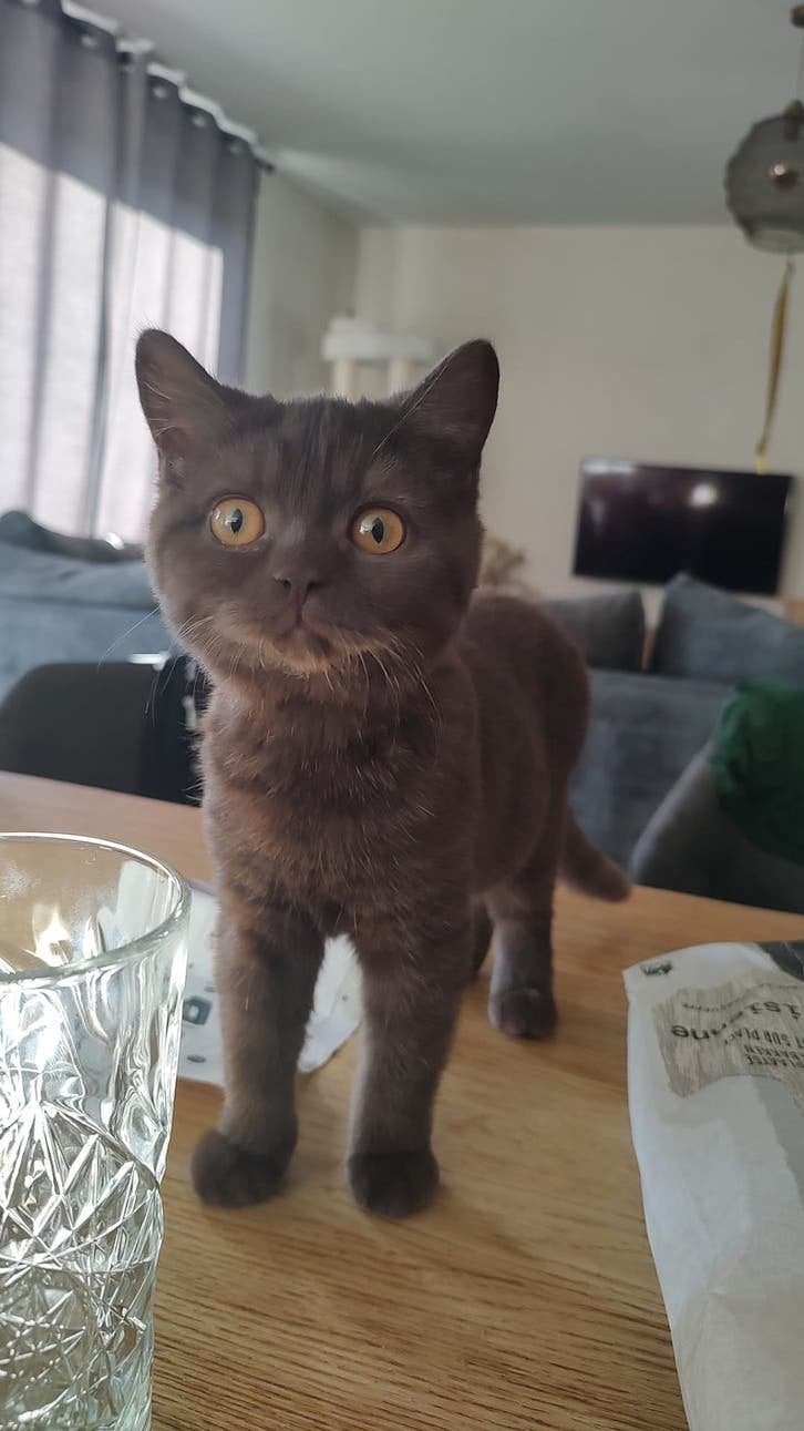 Britse korthaar kittens, Poes, Gechipt, 0 tot 2 jaar