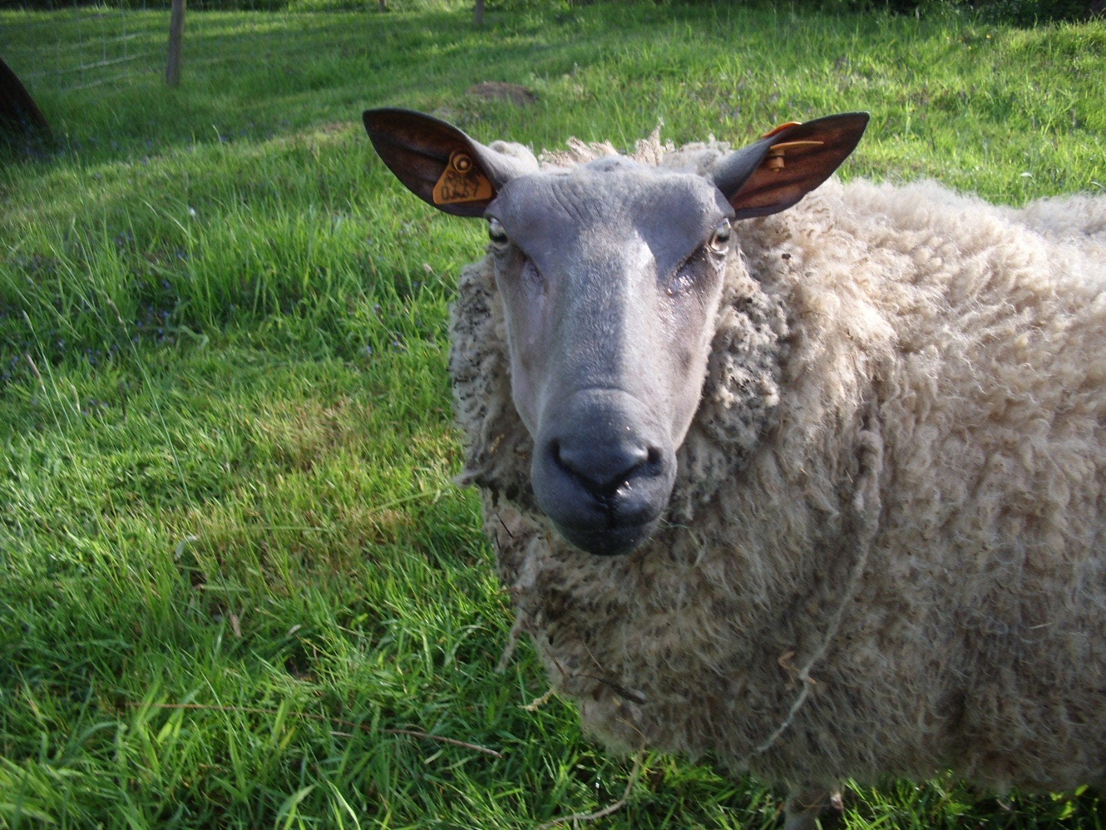 Schapen, Dieren en Toebehoren, Schapen, Geiten en Varkens