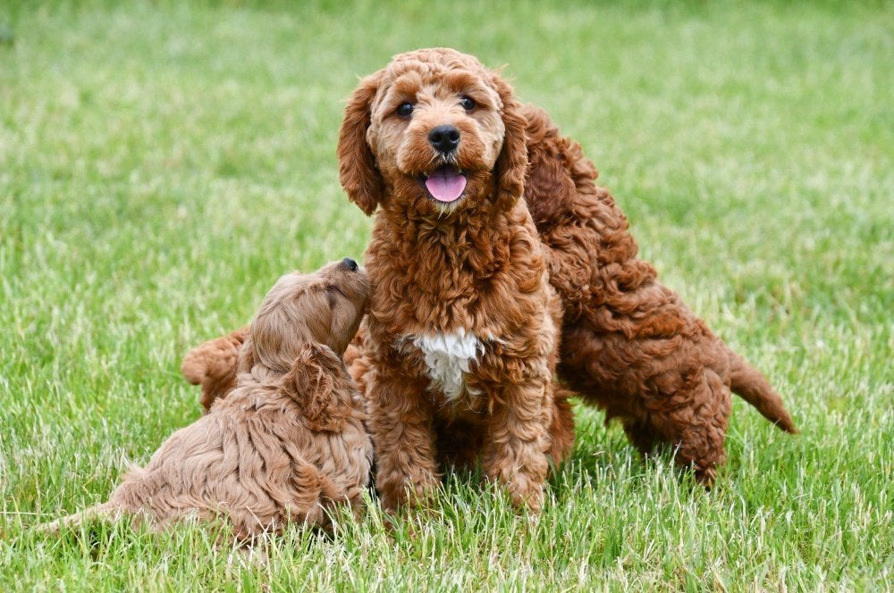 Cavapoo dekreuen, Dieren en Toebehoren, Reu, 1 tot 2 jaar, Buitenland, CDV (hondenziekte)