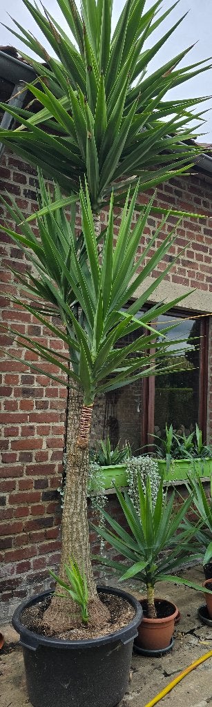 Palmlelies, Maison & Meubles, Enlèvement, Yucca