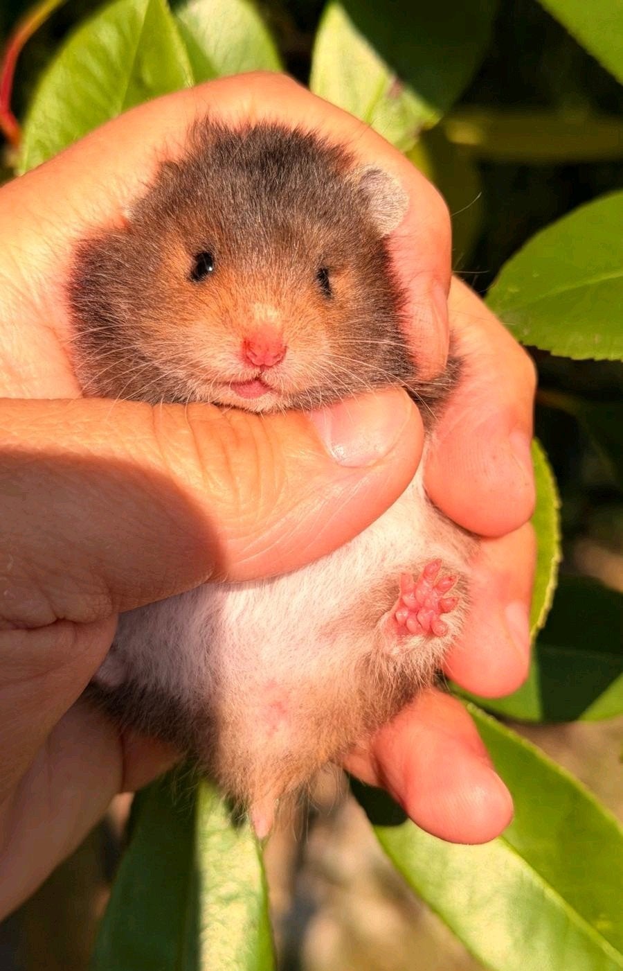 Hamster dore Hamster syrien à poil long
       • Très appr, Hamster, Domestique, Septembre, Femelle
