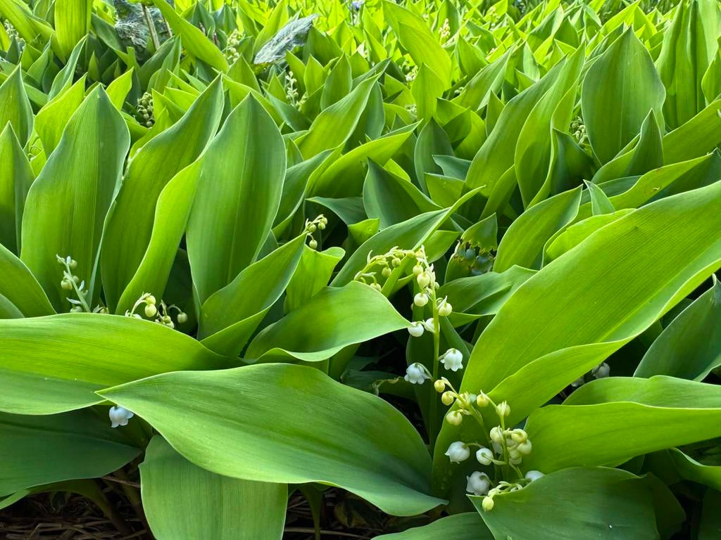 Meiklokjes uit eigen tuin, Ophalen