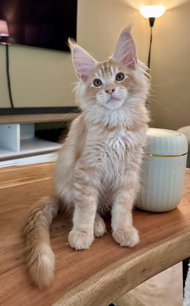 Beau chat Maine Coon avec arbre généalogique, Chat, Avec pedigree, 0 à 2 ans