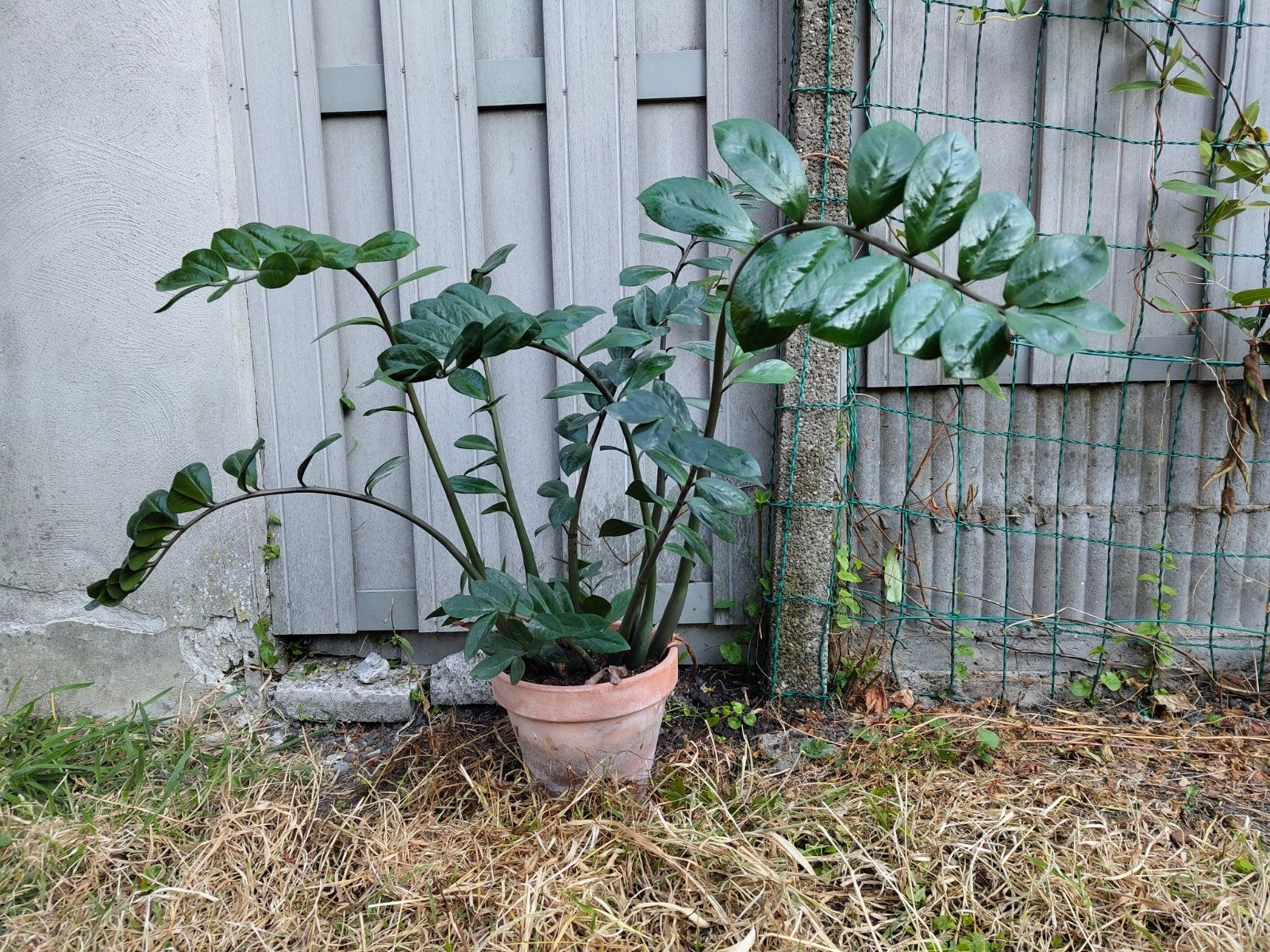Zamioculcas-fabriek, In pot, Overige soorten, Minder dan 100 cm